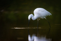 white water bird 