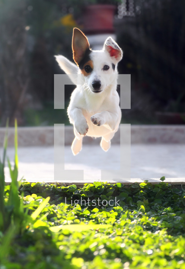 leaping dog 