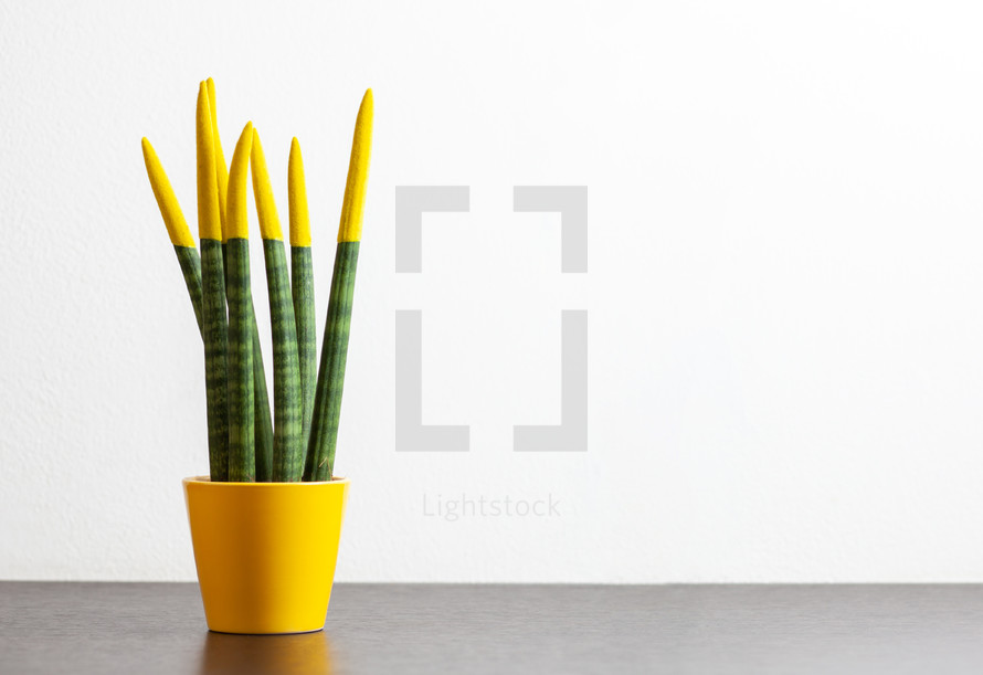 Sansevieria with yellow color