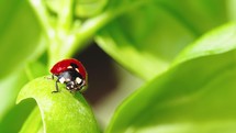 Little red ladybug on the basil leaf
