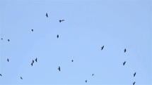 Silhouettes of flying crows.