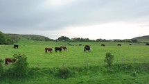 Cows in a Field Aerial View in the UK