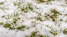 Timelapse of spring snow melting in green grassy meadow with white daisy flowers blooming. 
