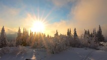 Sunrise in frozen winter forest nature with sunrays between snowy trees in cold December morning landscape
