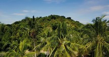 island palms 