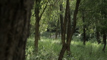 Tracking shot of a green lush forest with pine trees and bushes