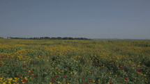 Wide angle shot of a large field covered with colorful flowers during spring