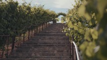 A tall set of steps through a rural vineyard
