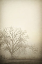 Barren tree in mist