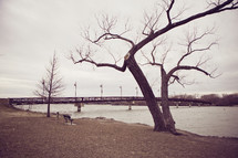 bare tree beside water - bridge in background