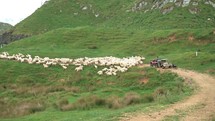Shepherd on a quad whit dogs chasing sheeps on green organic farm in New Zealand nature landscape
