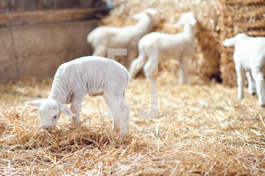 Baby sheep eating hay in hay barn