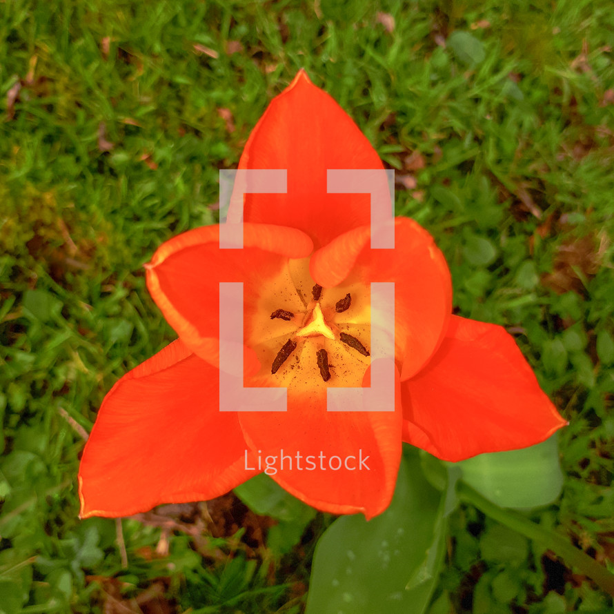 Looking Into an Orange Tulip From Above
