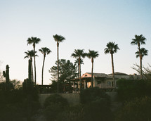 house with palm trees in the backyard 