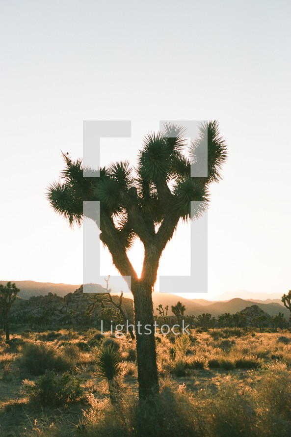 desert cacti 