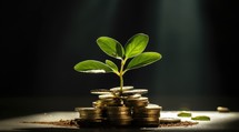 Investment concept, Coins stack with green seedling growing on black background