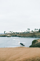 seagull on a beach 