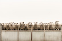 Sheep in a row on a metal fence with a white background