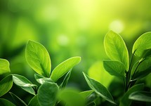 Fresh green leaves on blurred nature background with bokeh and sunlight