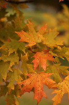 Fall foliage.
