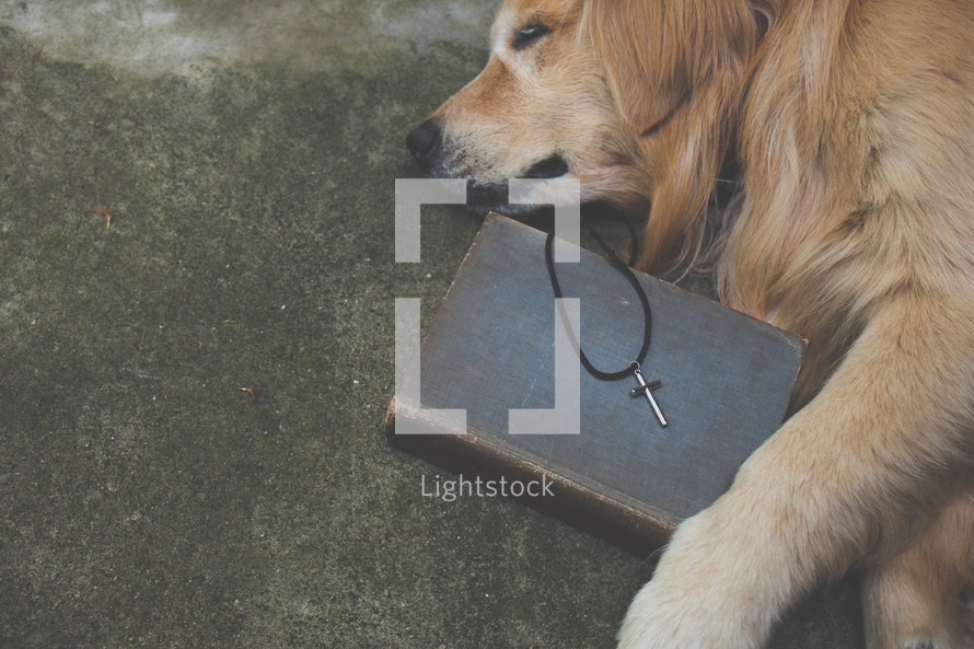 dog lying next to a silver cross on a Bible 