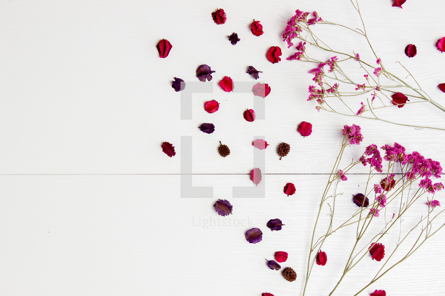 flower petals against a white background 