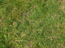 green meadow grass useful as a background