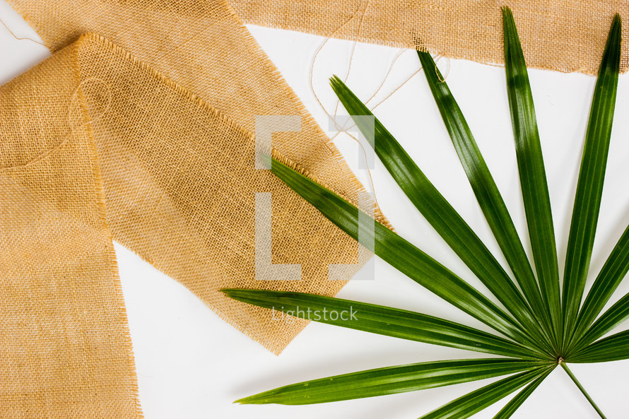 palm leaf on a white background with burlap 