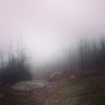 Marsh in the mist.