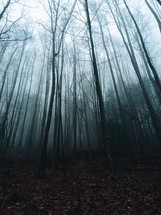 tall trees in a foggy forest 