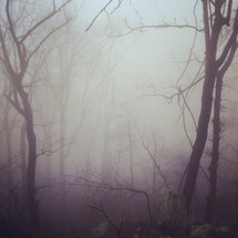 trees in a foggy forest