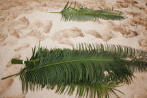 Palm leaves in the sand.
