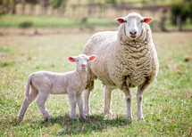 mother sheep and her baby lamb 
