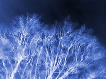 Winter Trees at night time. Great image for wall, winter, Halloween, autumn or seasonal image showing the trees at winter time.
