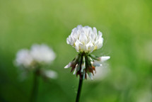 White sweet clover