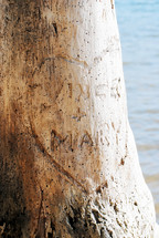 Heart and names carved into tree.