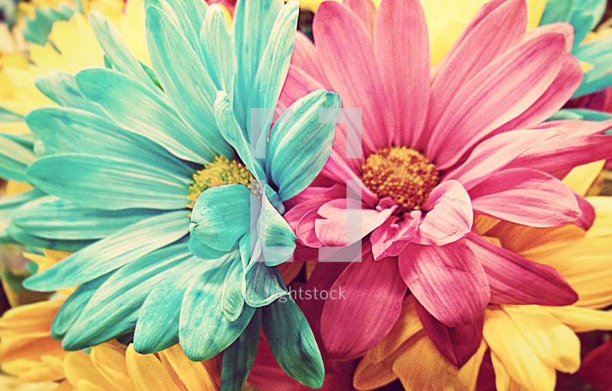 colored flowers 
