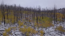 Aerial of a burned out forest after a large wildfire