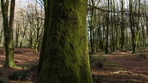 Tree Trunk With Green Moss In The Mountains