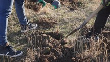 People are Using Shovel to Plant Trees in the Soil - Close Up	