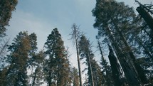 Tall trees in a forest