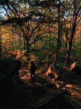 a person hiking in a forest in fall 