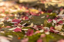 fall leaves on mossy stones 