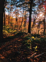 fall forest at sunset 