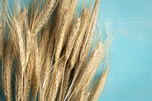 wheat on a blue wood background 