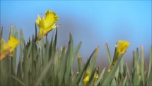 wind blowing yellow daffodils 
