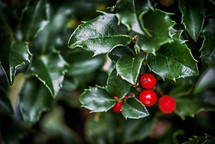 Holly branch with bright red berries.