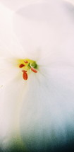 center of a white flower 
