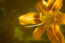 Bright orange day lily closeup