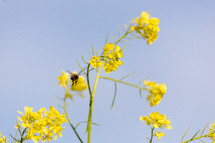 bee on yellow flowers 